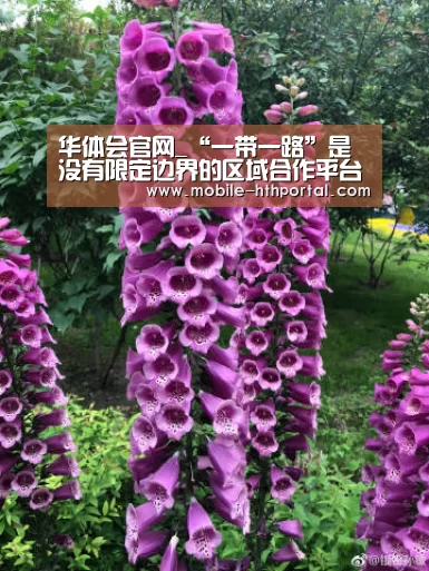 华体会